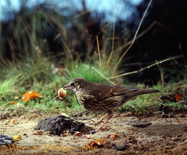 Song Thrush (Turdus philomelos) cracking a striped snail on a stone