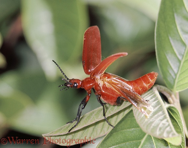 East African Cardinal Beetle (Cissistes cephalotes) taking off.  East Africa