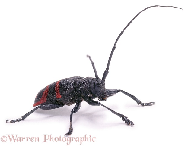 Longhorn beetle (Tragocephala species).  Southern Africa, white background