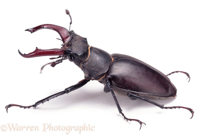 Stag Beetle (Lucanus cervus) male, white background