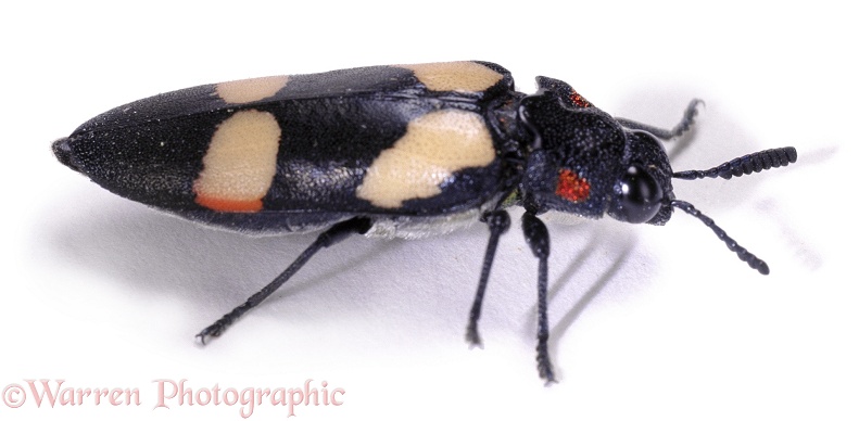 Blister Beetle mimic (Angelia peteli).  South-west Africa, white background
