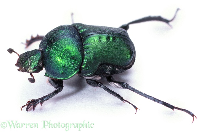 Green Dung Beetle (Garreta nitens), white background