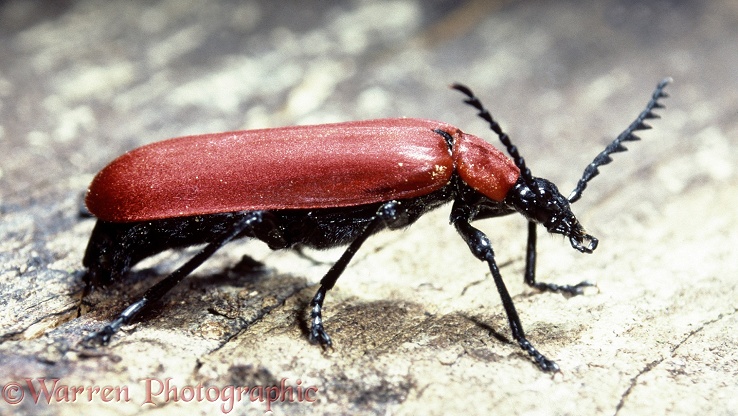 Cardinal Beetle (Pyrochroa coccinea) female laying eggs in dead wood.  Europe
