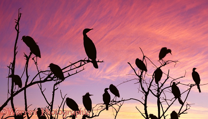 Cattle Egrets (Bubulcus ibis) and cormorants at sunset.  South Africa