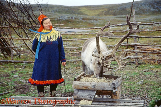 Sami woman in traditional dress with Reindeer, eating reindeer moss from a wooden trough.  Scandinavia