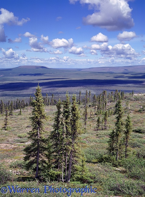 Subarctic tundra with spruce trees.  Yukon, Canada