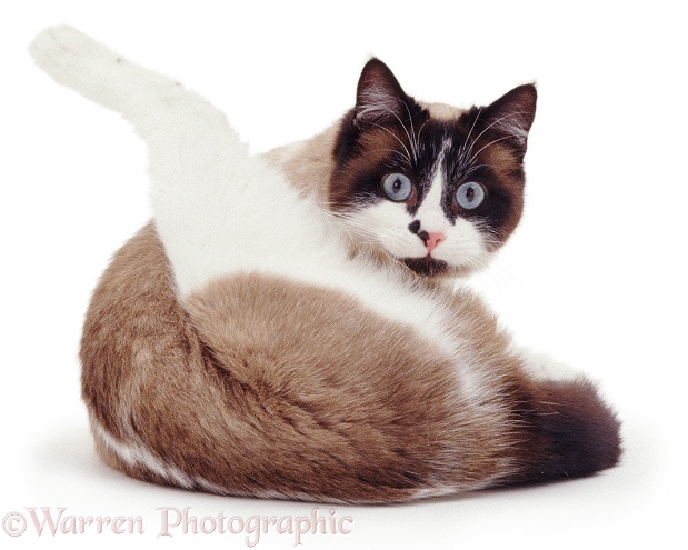Snowshoe female cat, Eyebright, looking up while 'funnel-grooming', white background