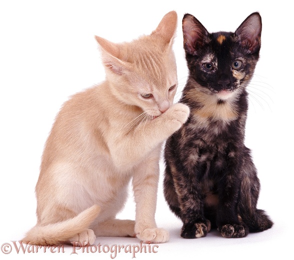 Pansy's cream and tortoiseshell kittens, 10 weeks old, white background