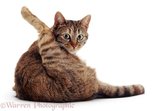 Tabby female cat, Dainty, looking up while 'funnel-grooming', white background