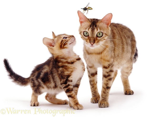 Bengal kitten, Spike, 8 weeks old, watching a large hornet about to land on his mother, Rasha's ear, white background