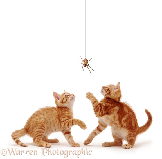 Ginger kittens with spider, white background