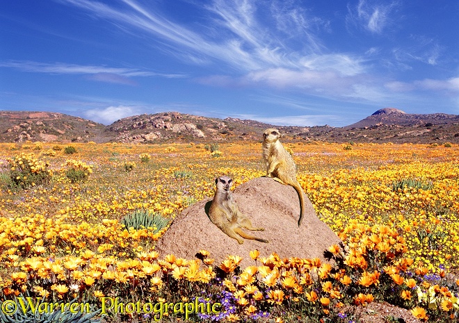Slender-tailed Meerkats (Suricata suricatta) sunning themselves on a rock among desert flowers.  Namaqualand, South Africa