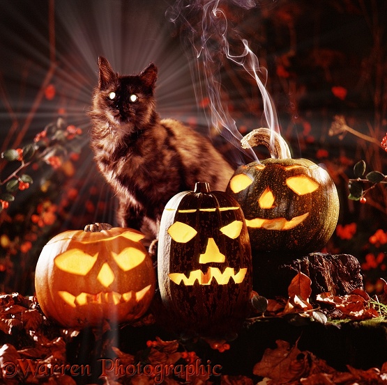 Witch's cat with Jack o' lanterns