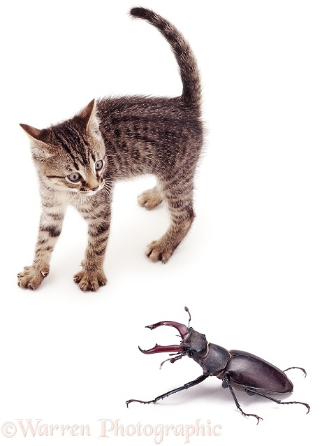 Kitten going into mock frightened display at the sight of a large stag beetle, white background