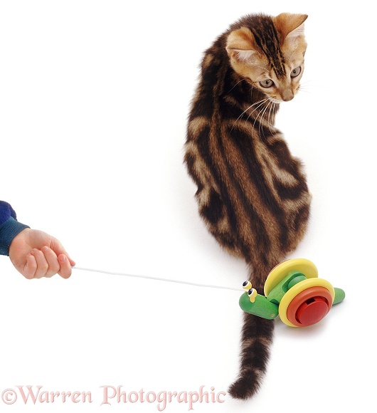 Tabby cat looking round at toy snail, white background