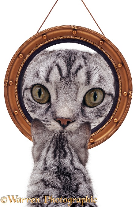 Cat looking at round mirror, white background