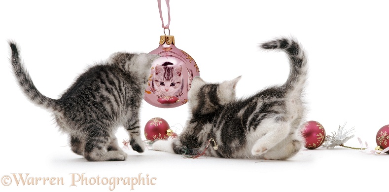Kittens with Christmas baubles, white background