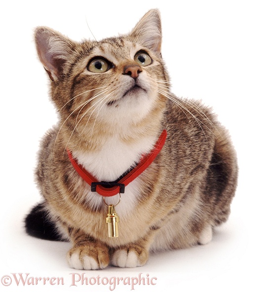 Tabby cat with new collar and tag, white background