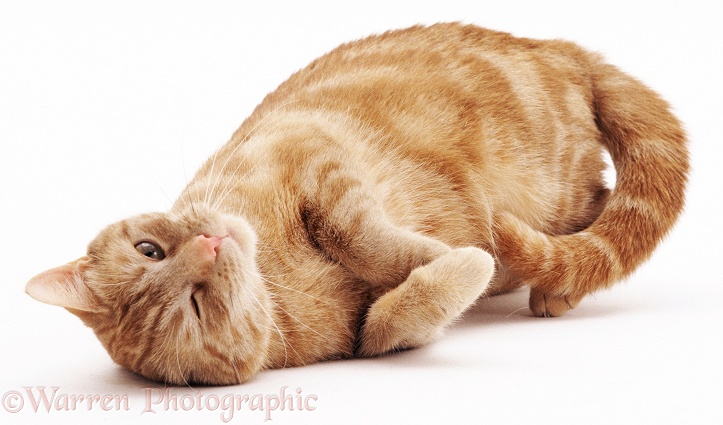 Ginger tabby female cat Lucky in oestrus (calling), rolling around seductively, white background