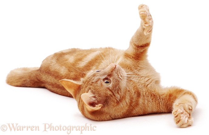 Ginger tabby female cat Lucky rolling on the ground, inviting someone to stroke her, white background