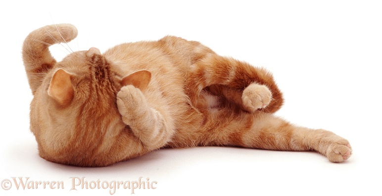 Ginger tabby female cat Lucky in oestrus (calling), rolling seductively and rubbing her face with a paw, white background