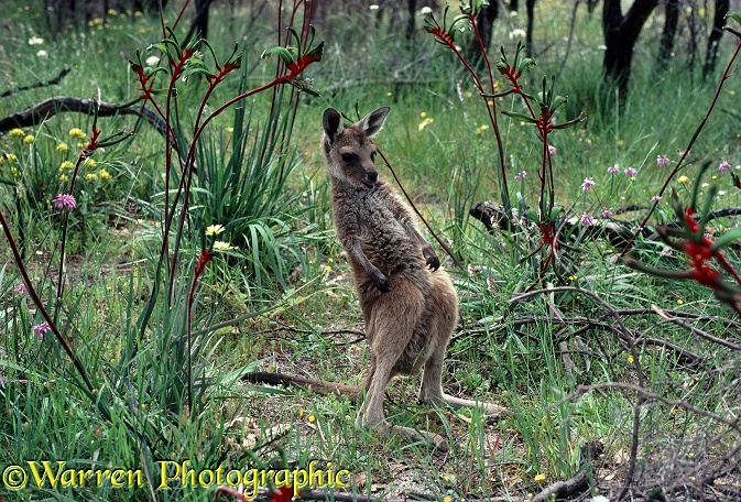 Western Grey Kangaroo (Macropus fuliginosus) joey amongst Kangaroo Paws (Anigozanthos manglesii).  Western Australia