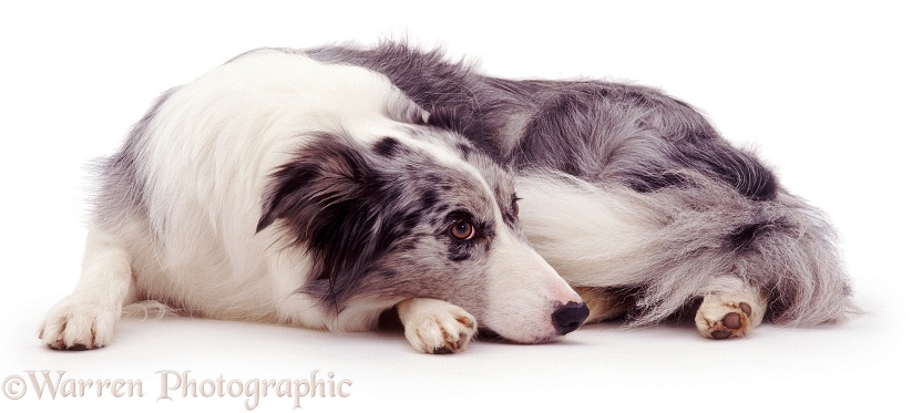 Blue Merle Border Collie bitch, Misty, lying down, white background