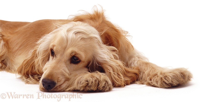 Golden Cocker Spaniel, Bee, with chin on paw, white background
