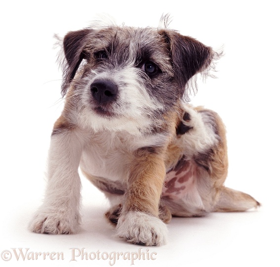 Jack Russell Terrier cross pup, Jorge, scratching his shoulder, white background