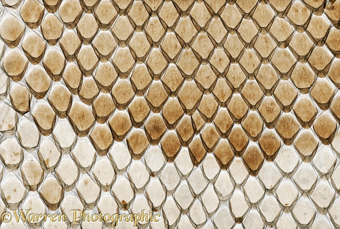 Sloughed skin of a Burmese Python (Python molurus bivittatus)