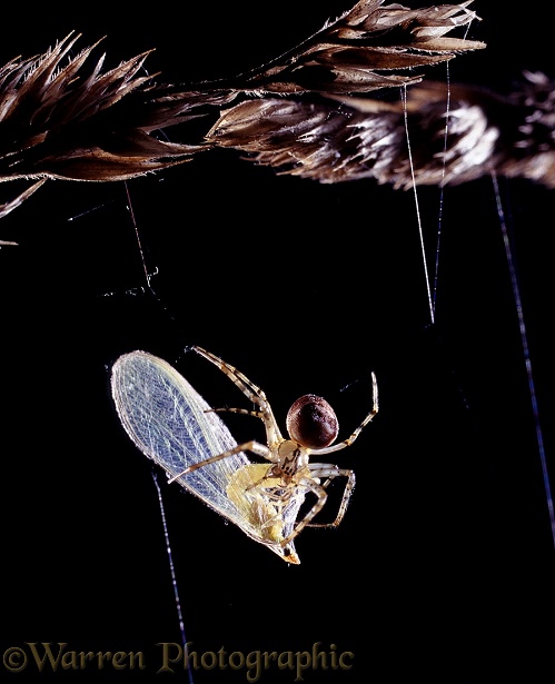 Orb-web Spider (Meta segmentata) with lacewing prey