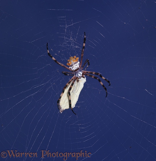 Orb-web Spider (Agiope sp.).  Jamaica