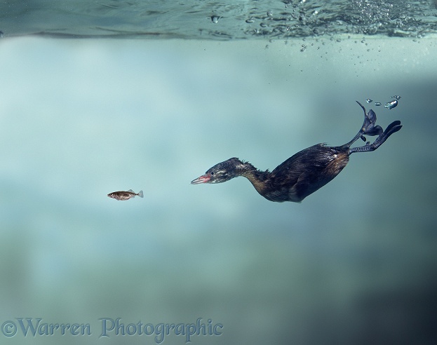 Little Grebe (Tachybaptus ruficollis) chasing a Three-spined Stickleback under water