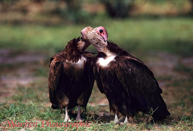 Hooded Vulture (Necrosyrtes monachus) pair mutual preening