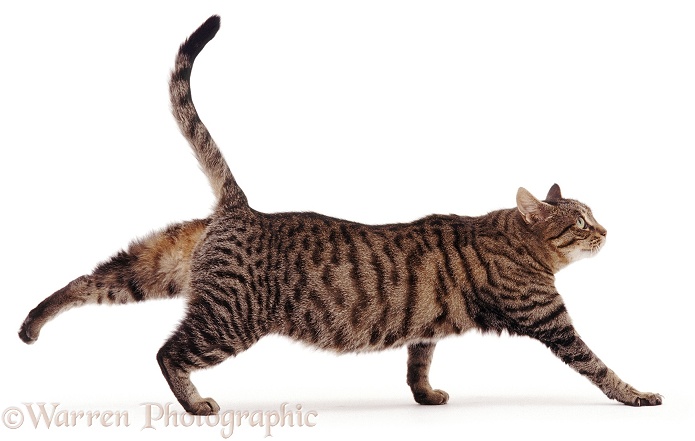Brown striped or mackerel tabby female cat Tabitha, at full stretch, white background