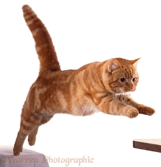 Ginger cat, Glenda, leaping a gap, white background
