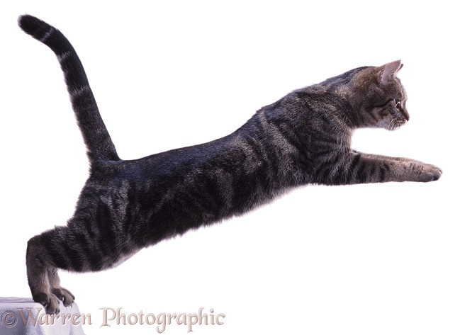 Tabby Cat leaping (series No 1), white background