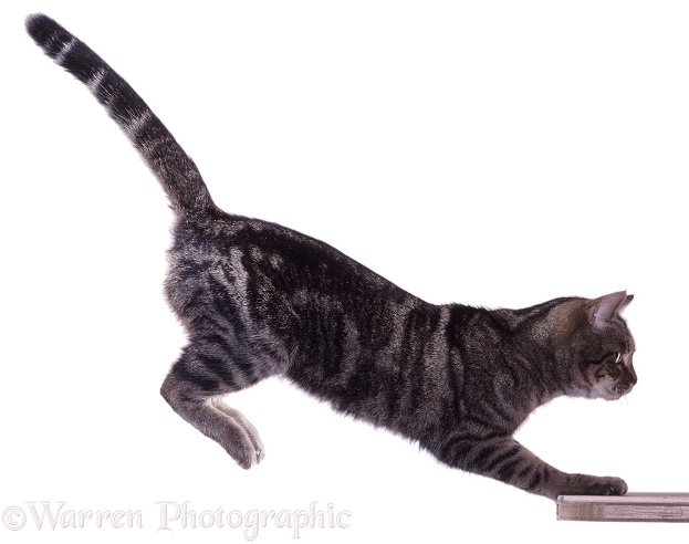 Tabby Cat leaping (series No 3), white background