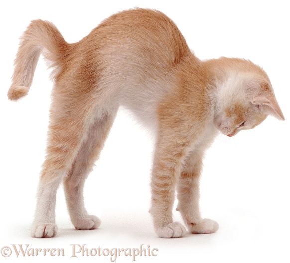 Ginger kitten stretching with arched back, white background