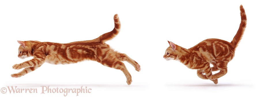 Ginger cat running, white background