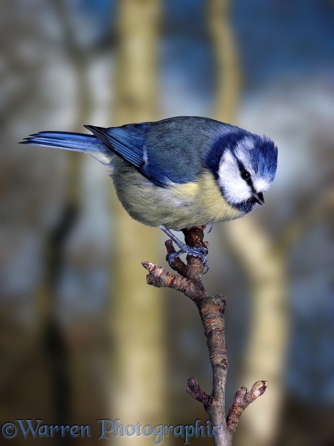 Blue Tit (Parus caeruleus) raising its crest.  Europe
