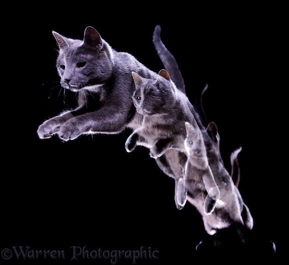 Russian Blue cat Suzie leaping towards us, 3 images