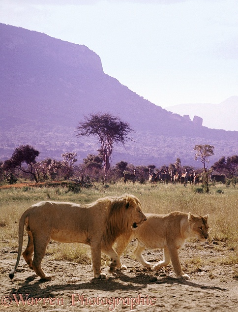 Pair of African Lions (Panthera leo). Eland and zebra watch them from a safe distance