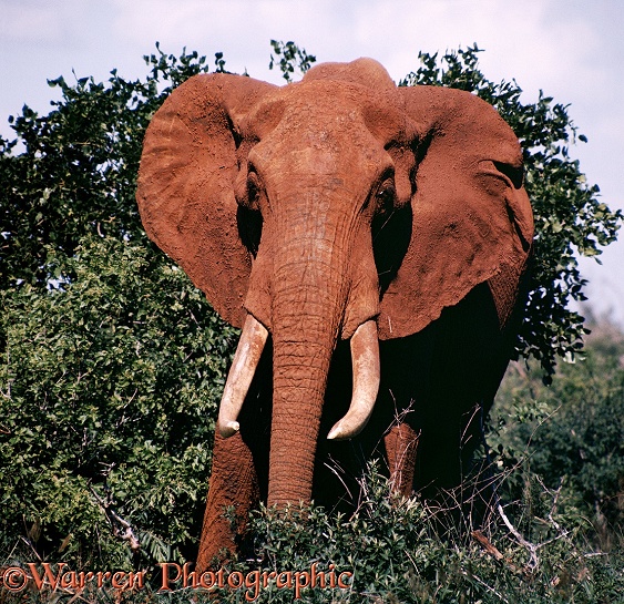 Bull African Elephant (Loxodonta africana)