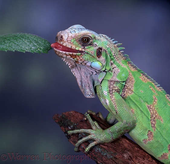 Green Iguana (Iguana iguana) tasting leaf.  Central & South America