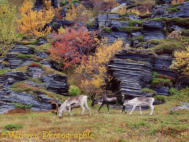 Reindeer (Rangifer tarandus)