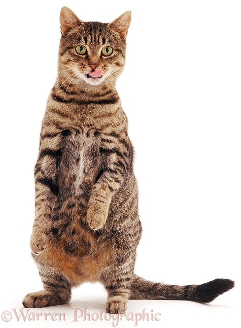 Striped tabby female cat Tabitha, standing with tongue out, white background
