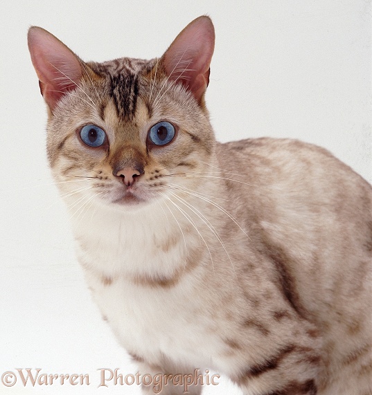 Blue-eyed Sepia-spotted Bengal male cat Lynx, white background