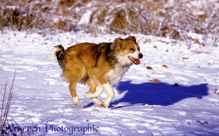 Sable Border Collie Bobby running in snow