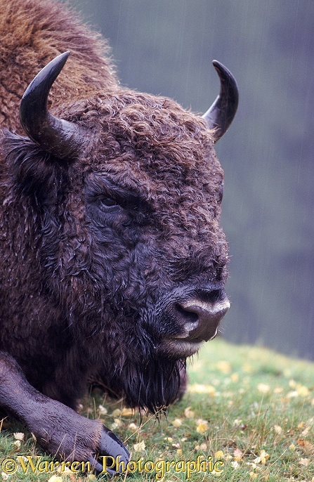 European Bison (Bison bonasus) in the rain